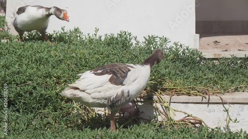 Homemade geese are walking on grass photo