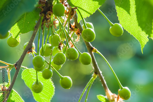 Young green cherry fruits on a branch in spring photo