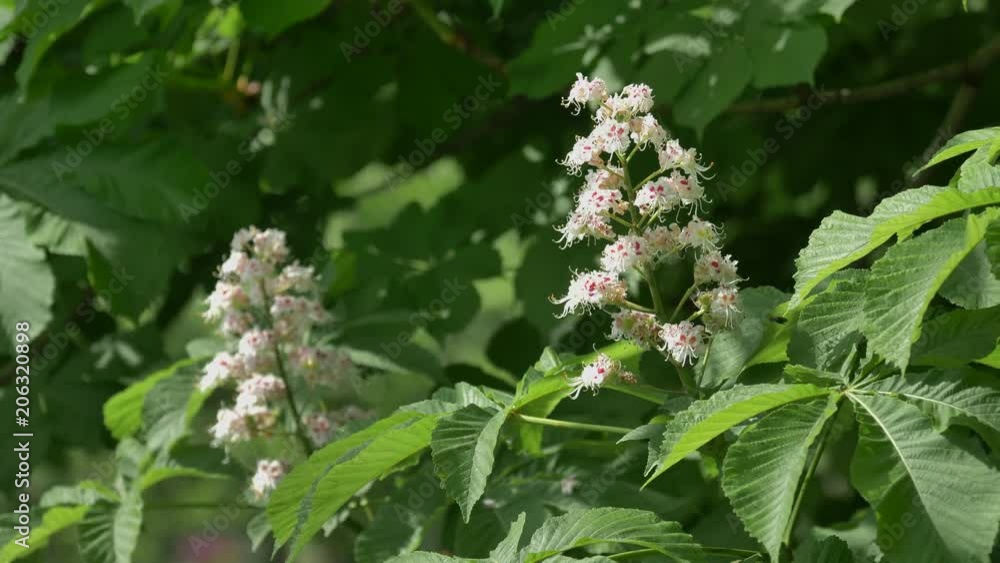 Branch chestnut closeup. White chestnut flowers against the background of lush green leaves. Branch chestnut closeup. White chestnut flowers against the background of lush green leaves.
