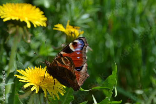 Papillon de jour ou papillon cocarde sur une fleur de pissenlit, pollinisateur sur Dent de Lion, Alsace, France photo