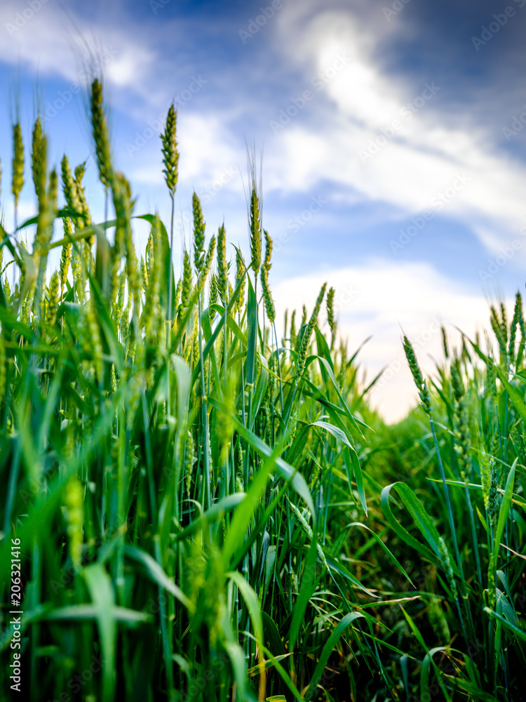 Obraz premium Green wheat field, agricultural landscape.