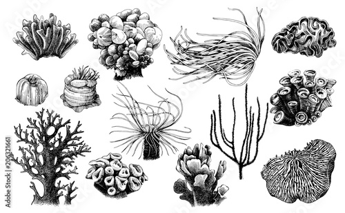 Fototapeta Naklejka Na Ścianę i Meble -  Hand drawn collection of corals reef plants