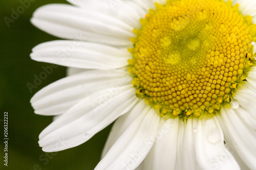 Chamomile flower on the green natural background  macro image