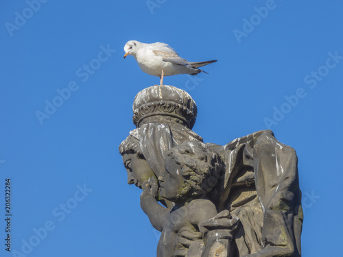 Seagull sitting on stone statue head © pandawild