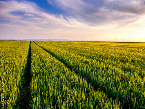 Green wheat field  agricultural landscape.