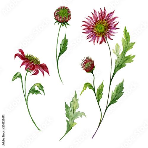 Beautiful floral set. Red chrysanthemum (flowers on stems with leaves and closed buds) isolated on white background. Watercolor painting.