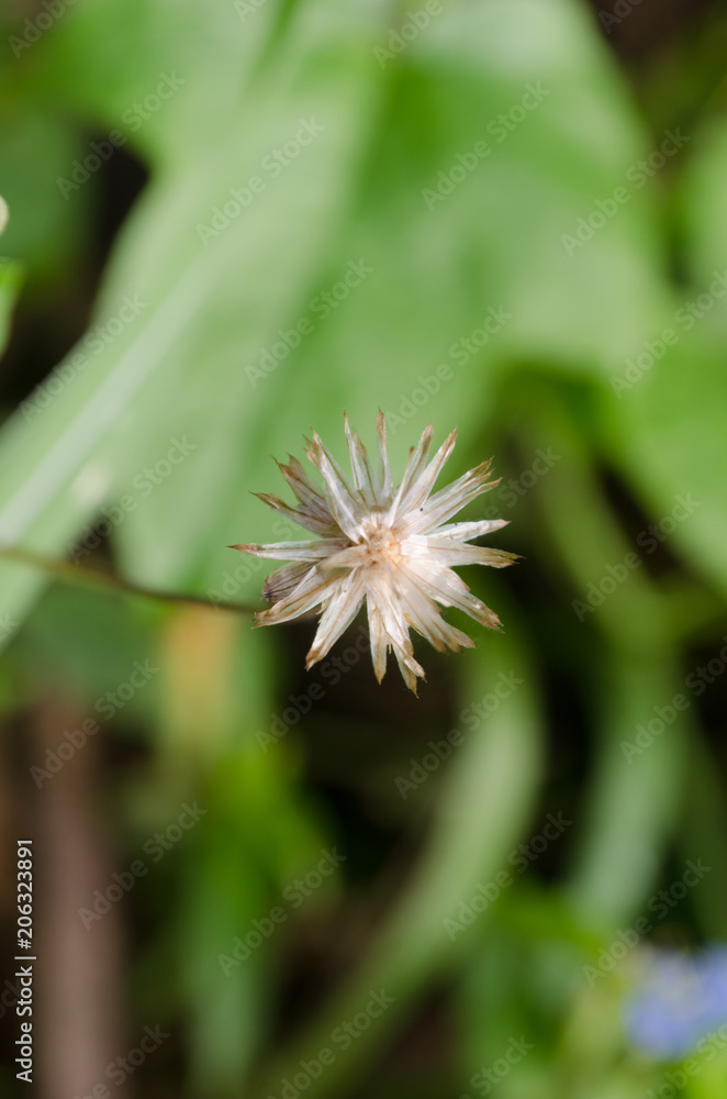 The beauty of grass flowers in the evening, lush green background. The beauty of grass flowers in the evening, lush green background.