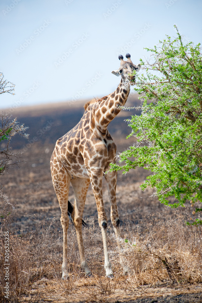 Obraz premium Voyage Afrique