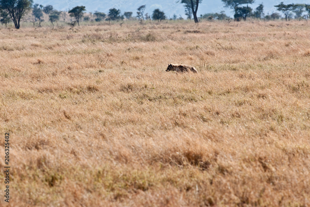 Fototapeta premium Voyage Afrique