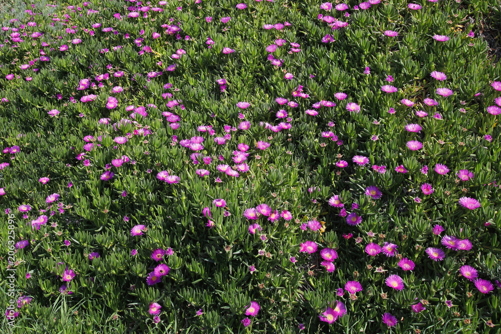 Mittagsblumen Feld (Aizoaceae) Blüten