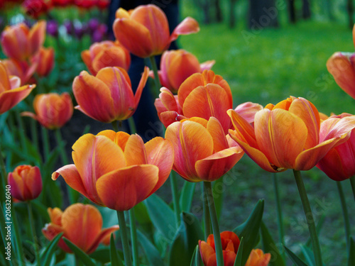 orange tulips in the Park
