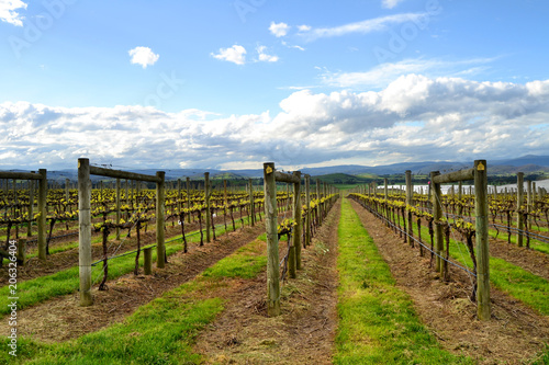 Vineyards Yarra Valley Melbourne Australia photo