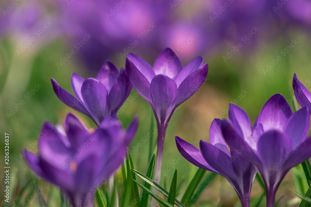 Krokusblüte Krokusblüte