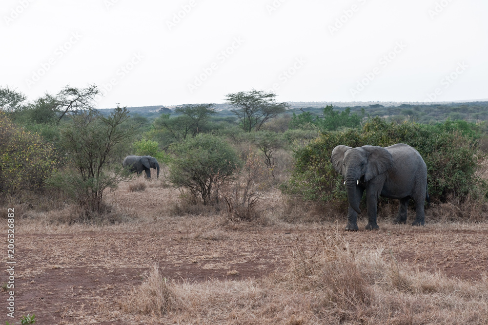 Fototapeta premium Voyage Afrique