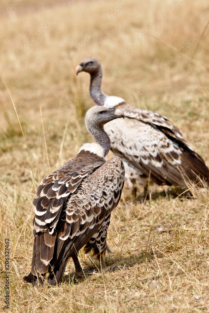 Fototapeta premium Voyage Afrique