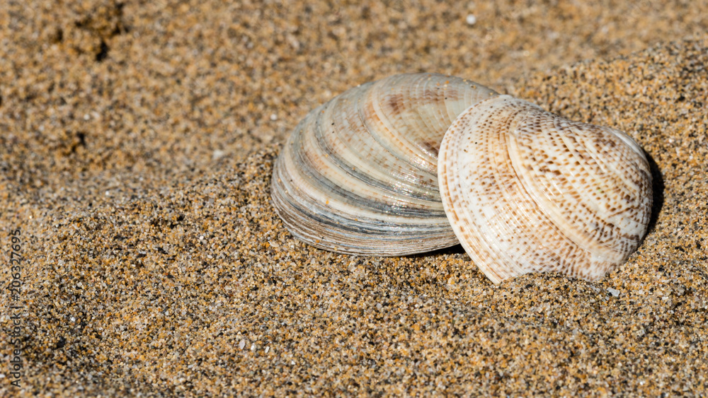 Shells on the golden beach of Lignano Sabbiadoro Shells on the golden beach of Lignano Sabbiadoro