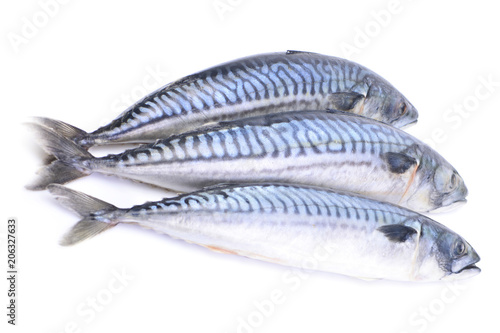Fish mackerel