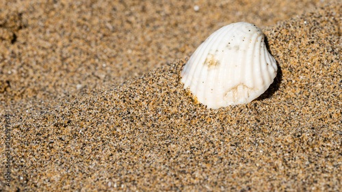 Shells on the golden beach of Lignano Sabbiadoro