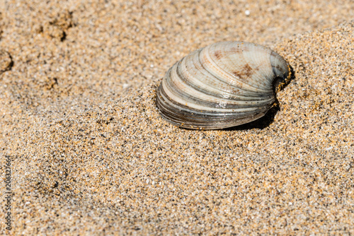 Shells on the golden beach of Lignano Sabbiadoro