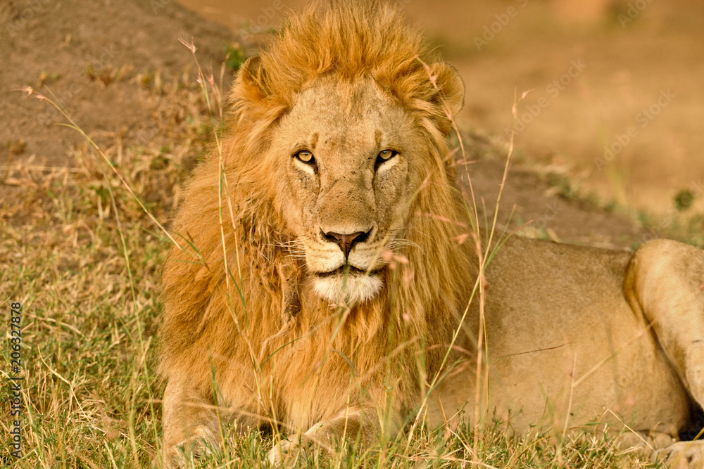 Obraz premium Voyage Afrique