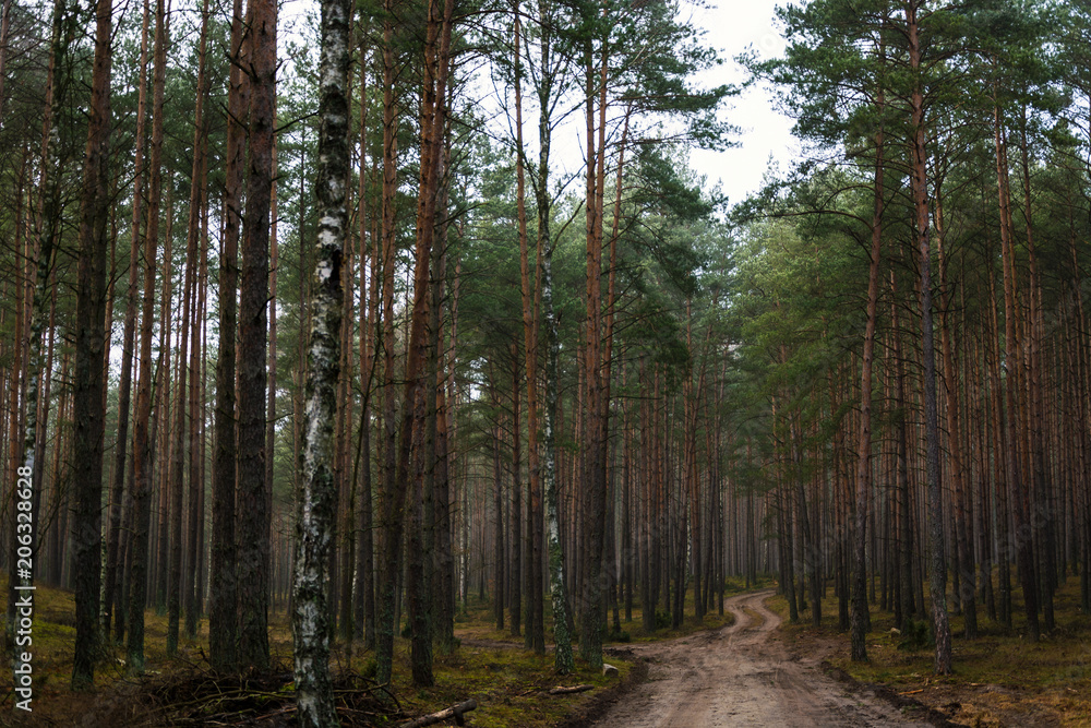 Obraz premium beautiful forest pathway