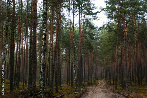 beautiful forest pathway © WeźTylkoSpójrz