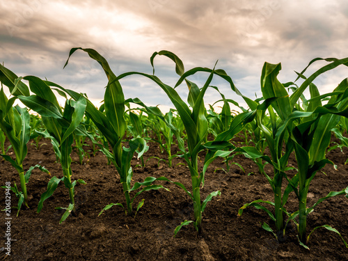 Green corn maize plants on a field. Agricultural landscape