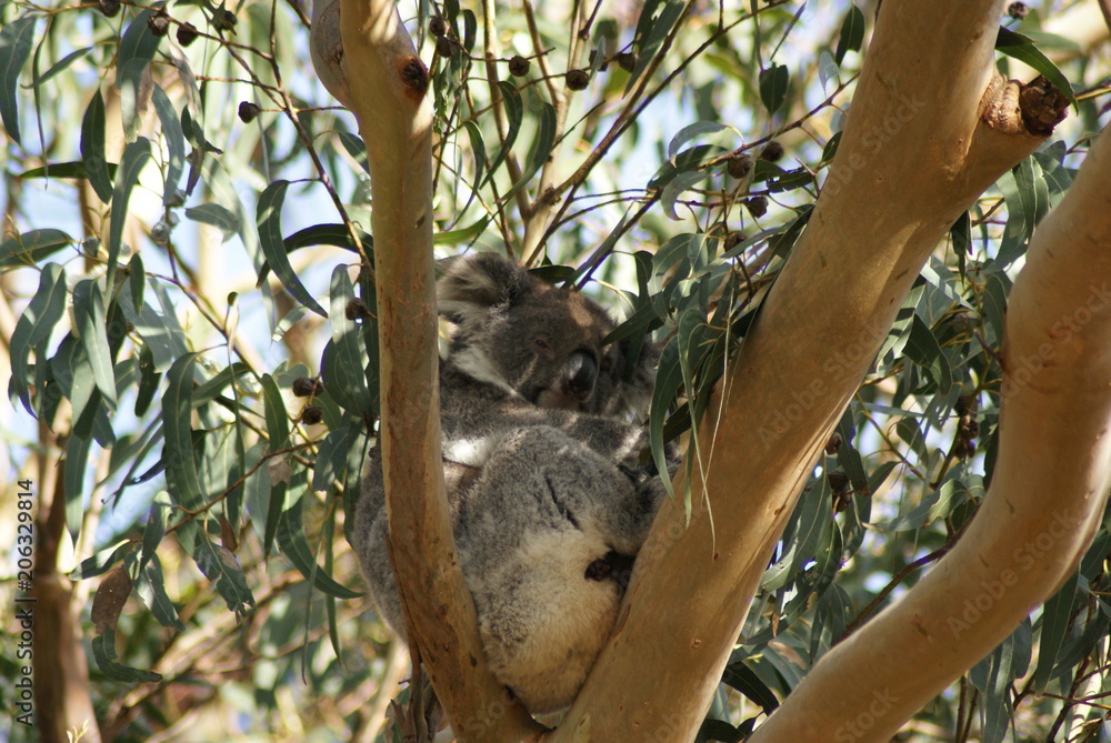 Fototapeta premium KOALA