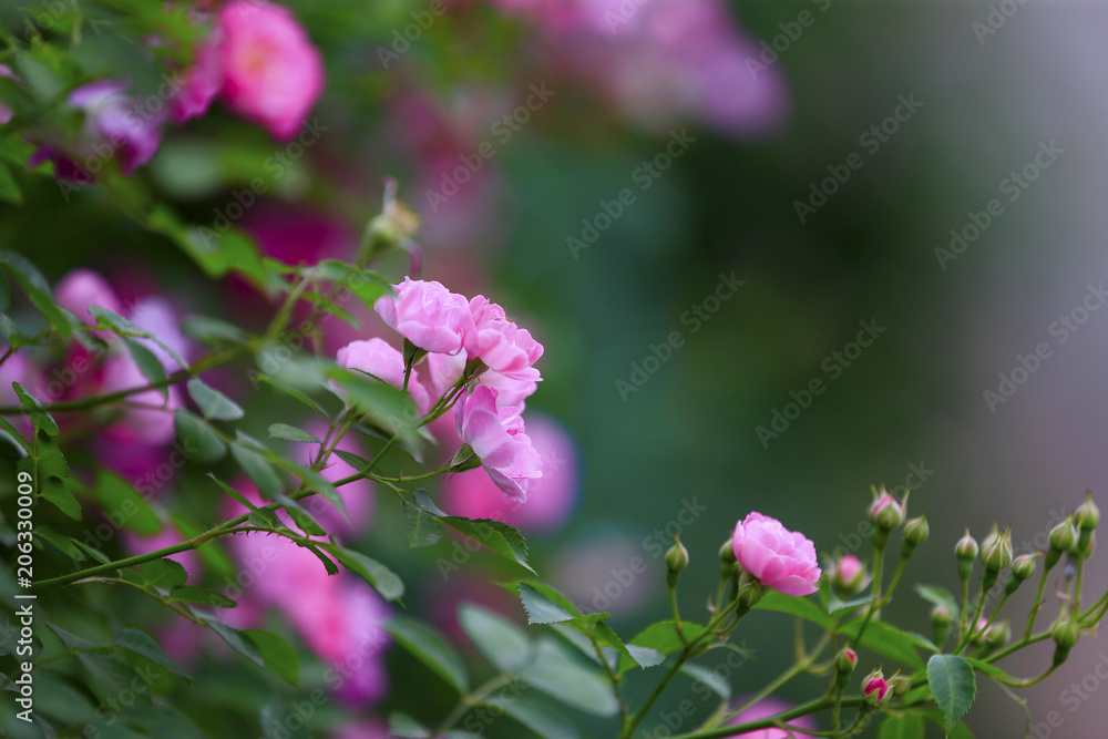 A blooming rose, in the garden A blooming rose, in the garden