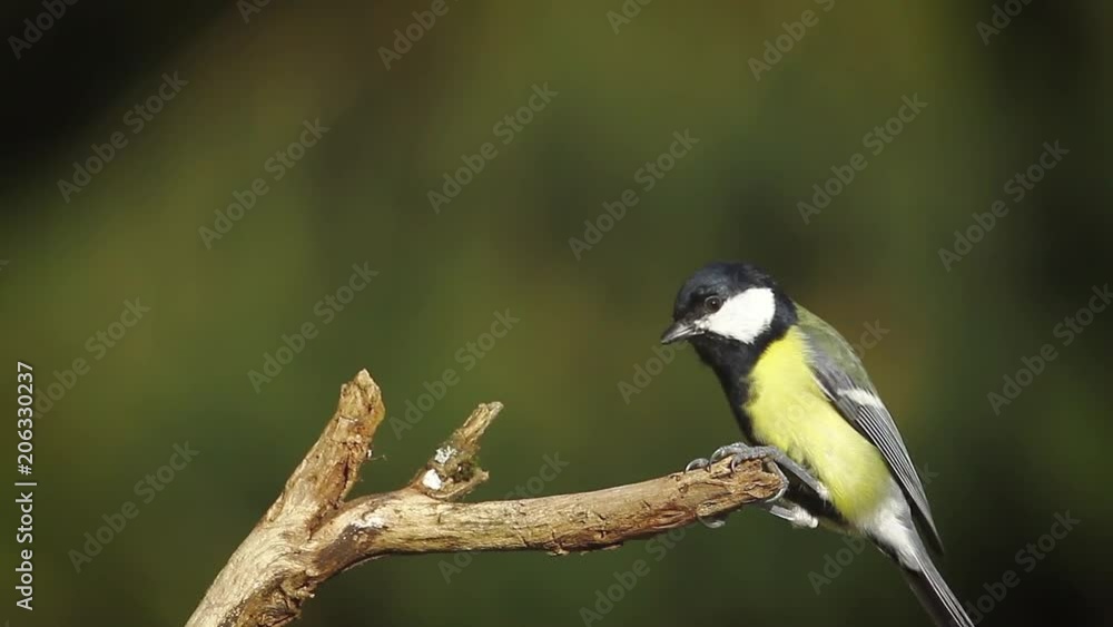 Marsh Tit, Wood Nuthatch, Great Tit in Vosges, France specie Parus palustris,Sitta europaea Parus major , family of Paridae Marsh Tit, Wood Nuthatch, Great Tit in Vosges, France specie Parus palustris,Sitta europaea Parus major , family of Paridae
