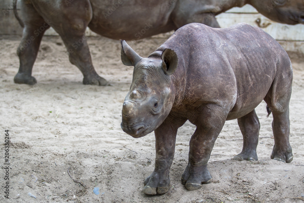 Fototapeta premium Indian Baby Rhino in a Zoo, Berlin