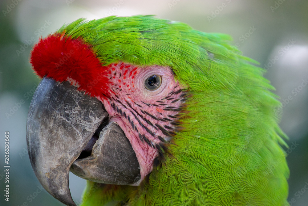 parrot head