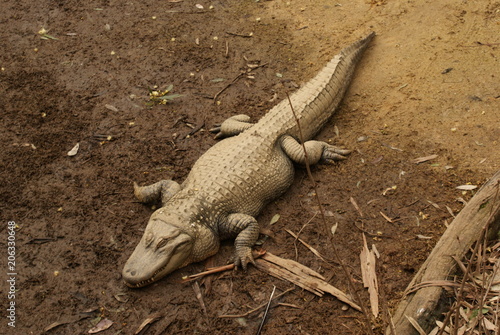 COCCODRILLO