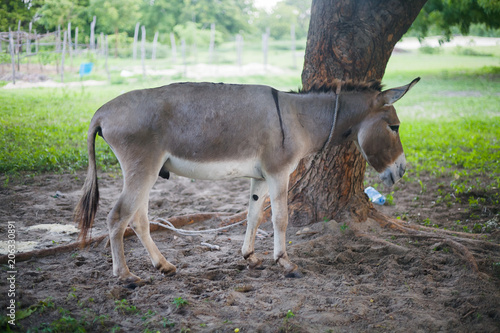 Burro de Lamu  kenia sobre fondo verde