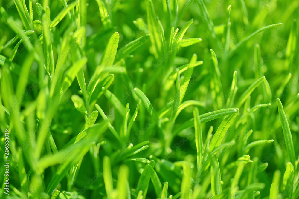 Green nature, grass background A delicate grass background in the sunlight Green nature, grass background A delicate grass background in the sunlight