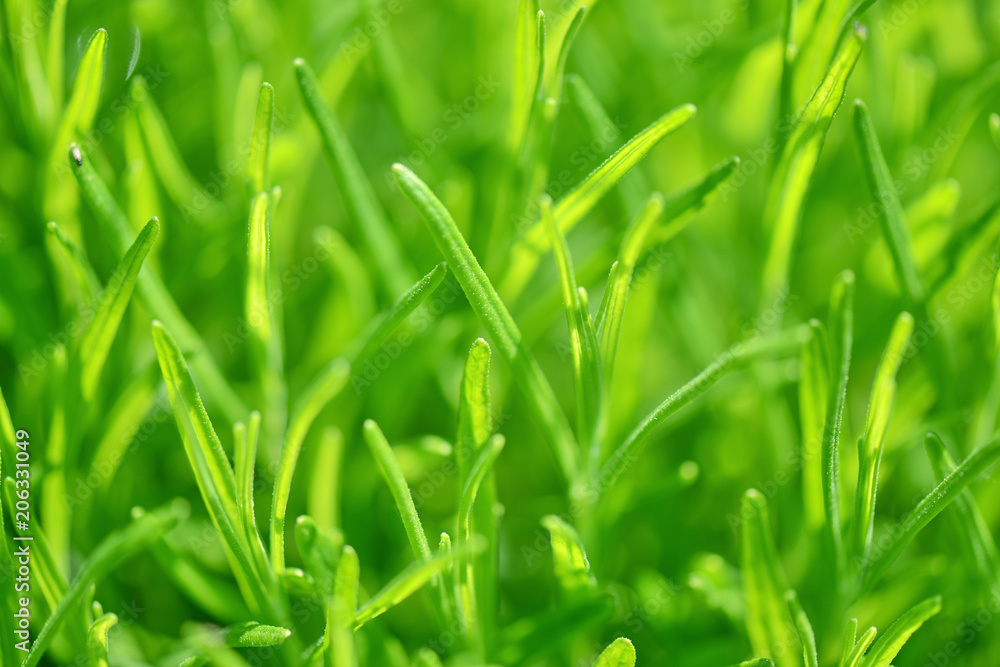 Green nature, grass background A delicate grass background in the sunlight Green nature, grass background A delicate grass background in the sunlight