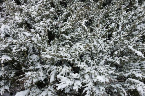 White snow on branches of savin juniper in winter