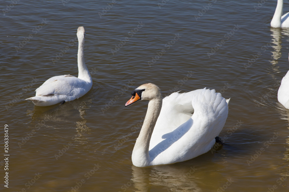 Obraz premium Swans on the lake
