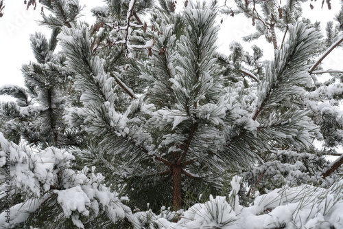 Snow on the branches of pine in winter © Anna