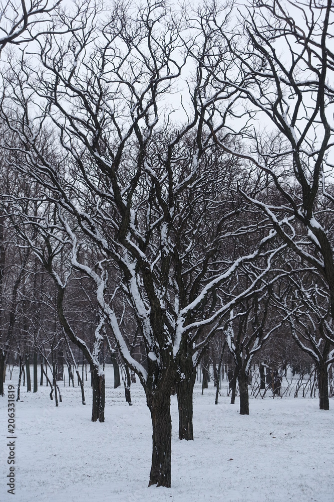 Snow covered trees of Robinia pseudoacacia umbraculifera Snow covered trees of Robinia pseudoacacia umbraculifera