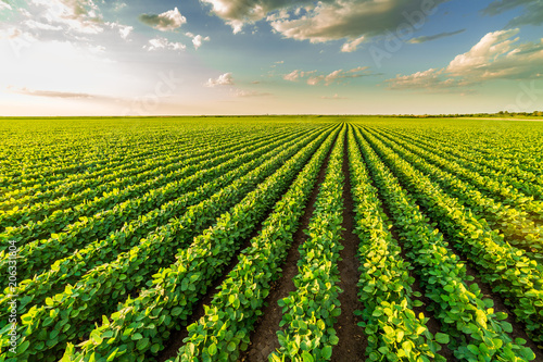 Green ripening soybean field  agricultural landscape