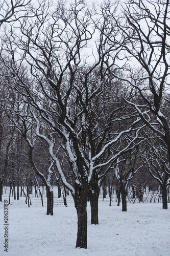 Snow covered trees of Robinia pseudoacacia umbraculifera