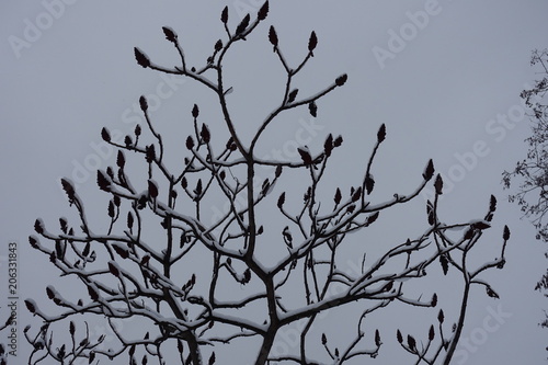 Bare branches of Rhus typhina covered with snow