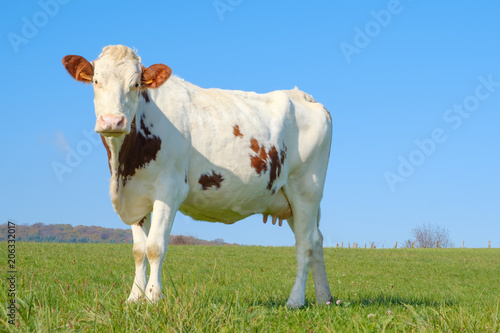 Vache