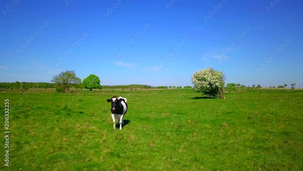 One cow grazes on a meadow beautiful blue sky above it. One cow grazes on a meadow beautiful blue sky above it.