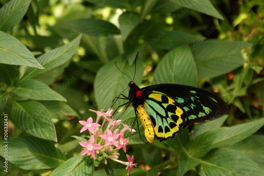 Fototapeta premium FARFALLA