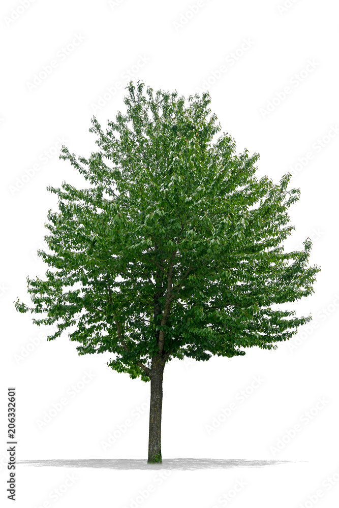 Beautiful green Tree Isolated on a White Background in High definition Beautiful green Tree Isolated on a White Background in High definition