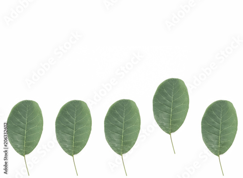 Green leaves isolated on white background.  