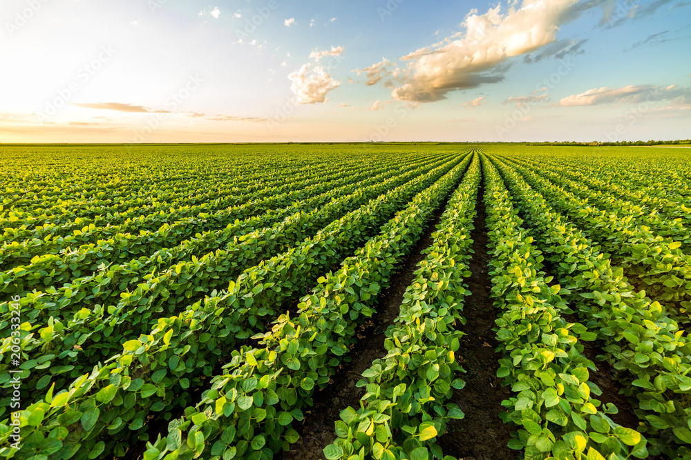 Green ripening soybean field, agricultural landscape Green ripening soybean field, agricultural landscape