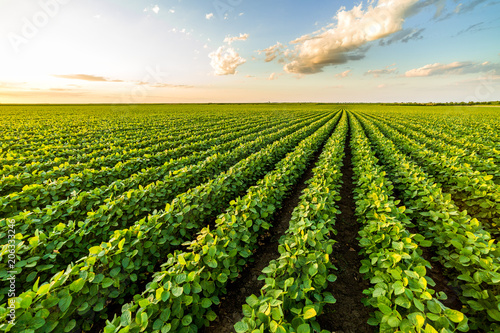 Green ripening soybean field, agricultural landscape Fototapet